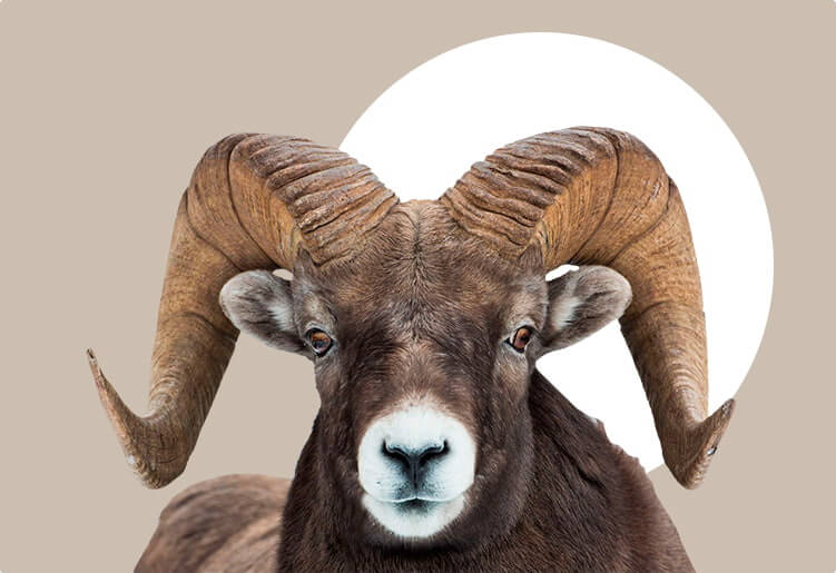 Новогодний календарь к году барана